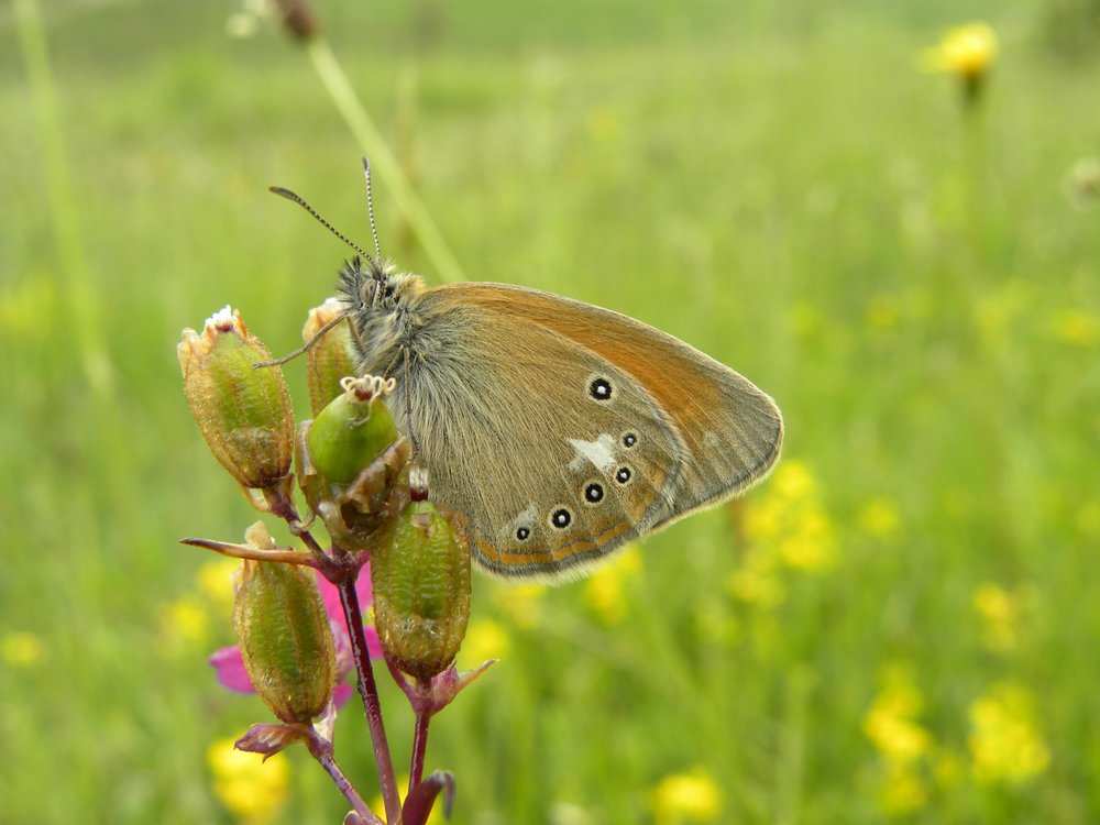 Butterflies of North Black-Sea Coast and Dobrudzha Area (Bulgaria)